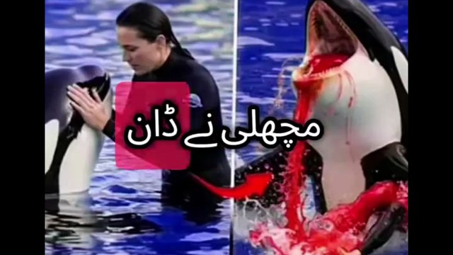 😭 jessica and dolphin accident original video😭😭😭 #jessica #dolphin #viral #foryoupagе #treanding #orcas #death