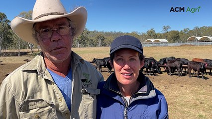 Raising Brangus, restoring country at Burnett River