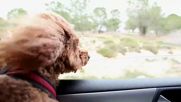 Travelling With Dog - Tips & Tricks _ V16 _ Cute Dog Videos _ Dogs _ Dog _ Cute Dog _ Toys _ Mr Dog