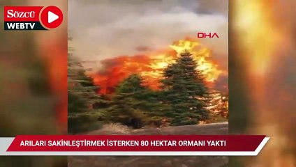 Arıları sakinleştirmek isterken 80 hektar ormanı yaktı