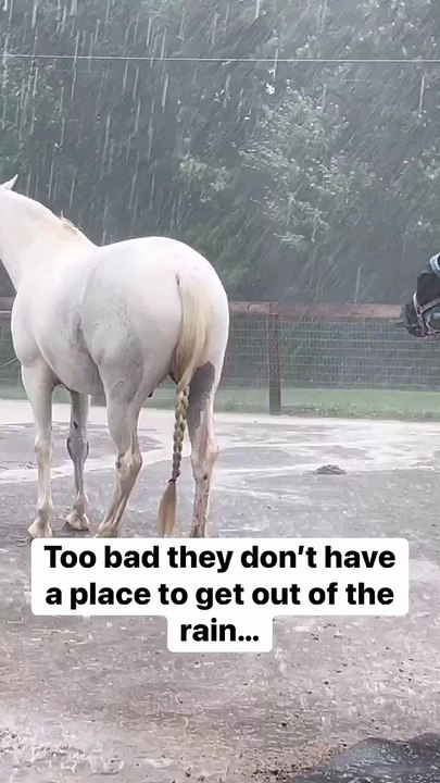 Explain this..! #animals # nature #horse