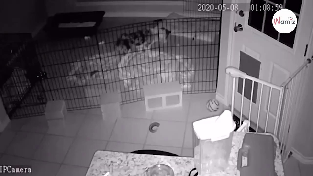 Frau bricht in Gelächter aus, als sie herausfindet, was ihren Welpen die ganze Nacht lang erschreckt hat