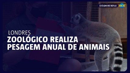 Zoológico de Londres realiza pesagem anual de animais
