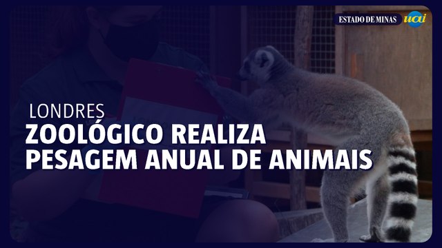 Zoológico de Londres realiza pesagem anual de animais