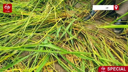 کشمیر میں جنگلی سور کھیتوں کو شدید نقصان پہنچا رہے ہیں