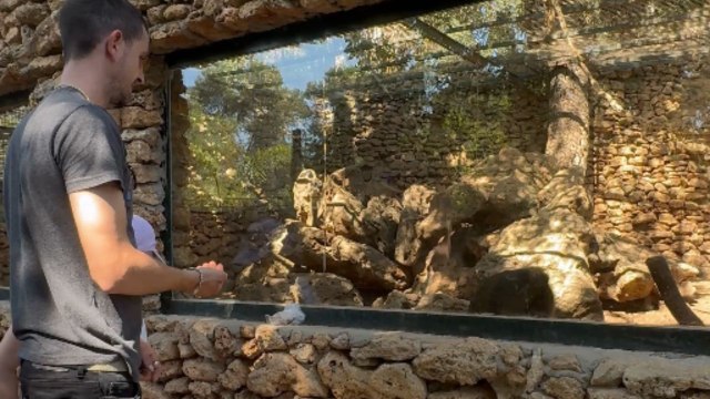 Intelligent zoo monkey communicates with man to show exact spot for tossing food her way