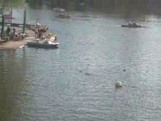 un cygne qui veut becter un canard...