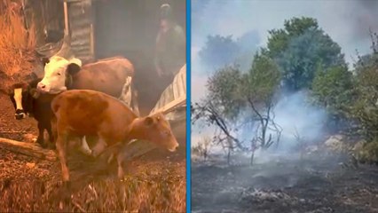 Malatya Doğanyol’da orman yangını: Köylüler hayvanlarını güvenli bölgelere götürüyor