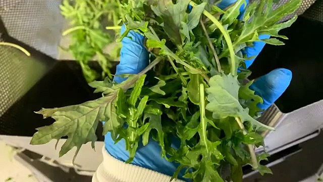 1.5lbs BABY KALE Weighing Packaging _ HighTek USA’s 14 Head 7.5L Combination SALAD Multihead Weigher