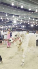 Afridi cattle form Qurbani ke janwar