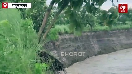 यमुनानगर में मानसून का कहर, कोहलीवाला गांव में भरा यमुना का पानी, तेजी से हो रहा है कटाव