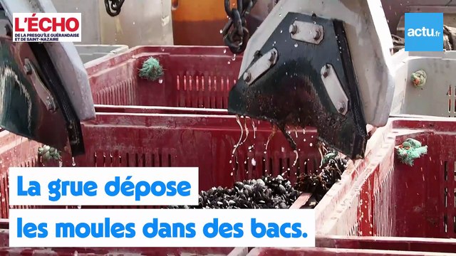 Moules Pénestin L'Echo de la Presqu'île (vidéo Mathis Lalande) _ réalisée avec Clipchamp