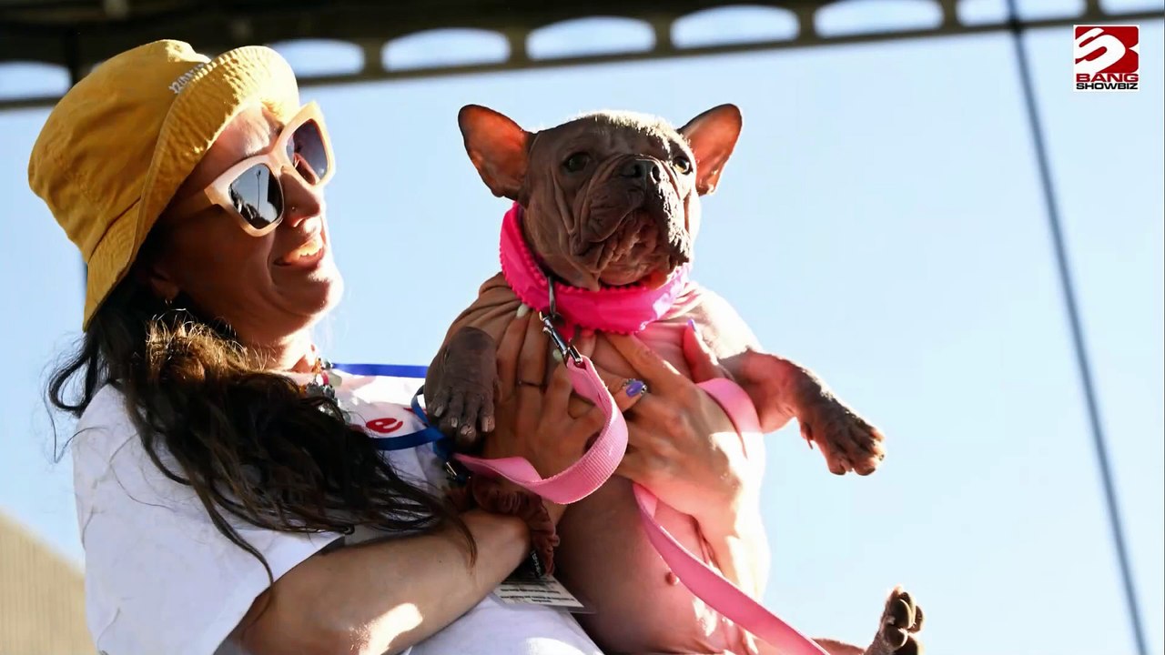 Nackthund zum hässlichsten Hund der Welt gekürt worden