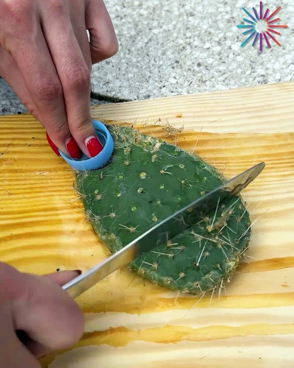 Cactus shaving ASMR! 🌵