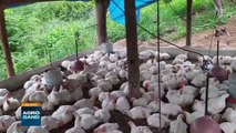 Giro Brasil: aumento no abate, produção de ovo, colheitas e mais!