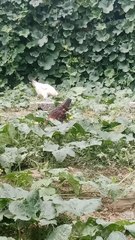 The Chicken Coop: Family Adventures #animals #roster