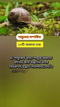 শামুক সম্পর্কিত ১০টি অজানা তথ্য জেনে নিন Learning Time BD