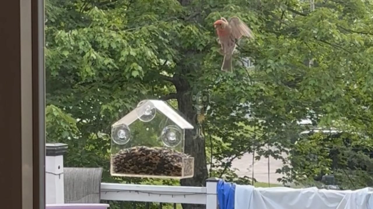 Cat gets excited over a bird but glass ruins the moment of the hunt