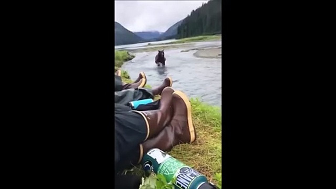 Cet ours vient dire bonjour aux pêcheurs... coucou