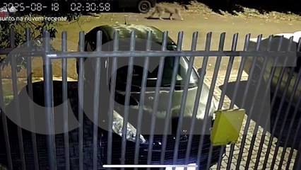 Onça-parda é flagrada por mais uma câmera no Tropical