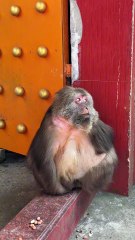 Doesn’t Xingxing look like a little girl playing in the park？ So cute...