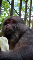 Does the monkey Xingxing look like a friend of yours？ #monkey #animal...