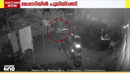 മേപ്പാടിയിൽ പുലിയിറങ്ങി; താഴെ അരപ്പറ്റയിൽ വളർത്തുനായയെ കൊന്നു | Leopard