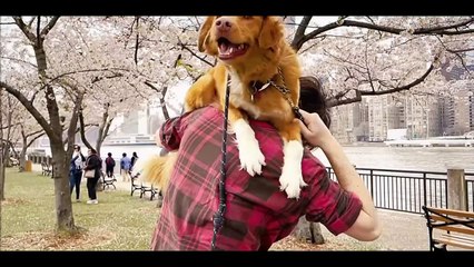 Good Boy Trailer #1 (2025 Movie) Larry Fessenden, Arielle Friedman