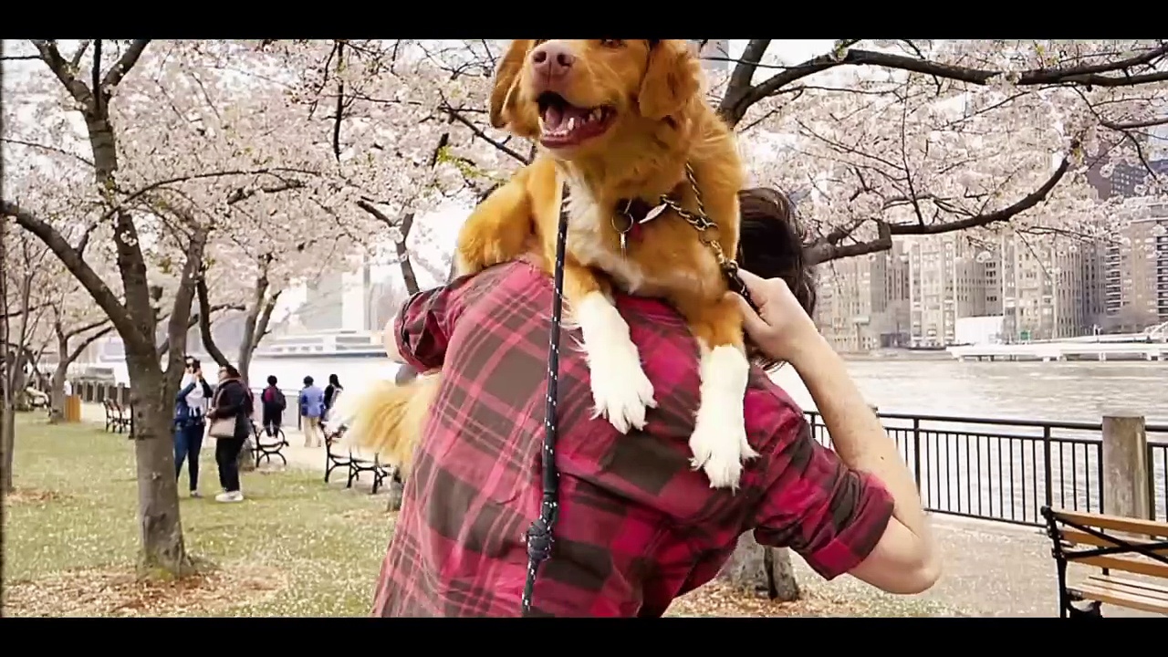 Good Boy: Official Trailer #1 (2025) | Starring Larry Fessenden and Arielle Friedman