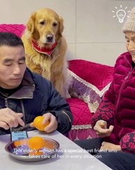 Dog punishes his owner's bully! 🐶😂