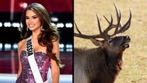 Former Miss Universe Contestant, 30, Dies After Elk Smashed Through Her Windshield: ‘Everything Was Covered in Blood’