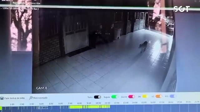 Onça assusta moradores e mobiliza helicóptero e forças de segurança em Cascavel