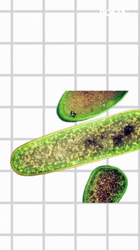 Qué bebes en tu garrafón_7 de cada 10 en CDMX tienen bacterias fecales y exceso de cloro