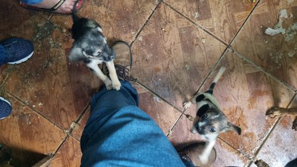 Mais de 45 cães ficam sem lar após despejo de idosos de residência em Cascavel