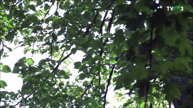 Ioan Chirila - Draga Marioara (Din arhiva TVR - TVR 3 - 15.08.2025)