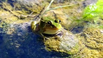Os animais mais fofos do mundo  n•116