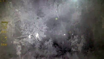 Cadê a onça? Com apoio aéreo, equipes seguem realizando buscas pelo animal