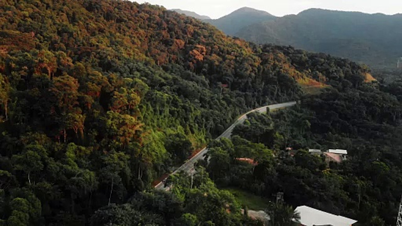 A Road In The Middle Of A Forest