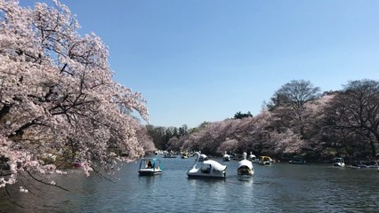 People Boating In A Lake Paond Duirnig Cherry Blossoms Season