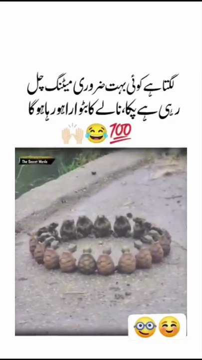 funny turtles
