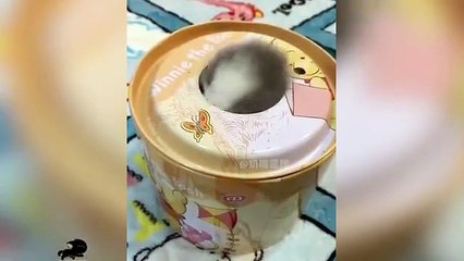 "😸 Try Not to Laugh Challenge | Best Funny Cat Moments Ever Caught on Camera"