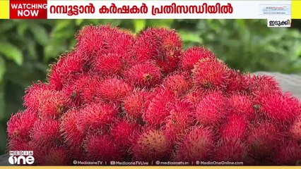 റമ്പൂട്ടാൻ കർഷകർ പ്രതിസന്ധിയിൽ; പ്രതികൂല കാലാവസ്ഥയും വിലയിടിവും തിരിച്ചടിയായി  | RAMBUTAN | FARMING