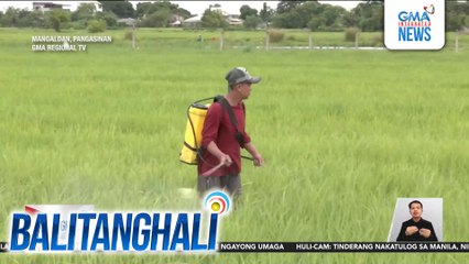 Mga tanim na palay sa Brgy. Lanas, napeste ng bacterial leaf blight | Balitanghali