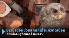 อบอุ่นหัวใจ ! ชาวบ้านจีนช่วยลูกนกเค้าแมวติดเชือก ก่อนส่งคืนสู่อ้อมอกครอบครัว