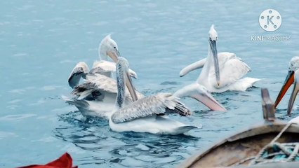 Os animais mais fofos do mundo N•197