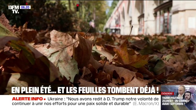 J'ai jamais vu ça à cette période de l'année , à cause de la sécheresse, les arbres perdent leurs feuilles en plein été