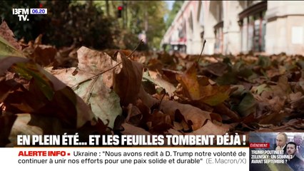 "J'ai jamais vu ça à cette période de l'année", à cause de la sécheresse, les arbres perdent leurs feuilles en plein été