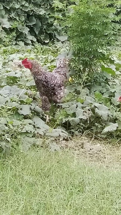 Hens and Roster : Family Fun #animals #fun