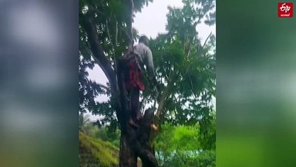 ഓടിട്ട സ്‌കൂൾ കെട്ടിടത്തിനു മുകളിൽ ഭീഷണിയായി ഒരു വൻമരം; ലുങ്കിയുടുത്ത് കയ്യിൽ കത്തിയുമായെത്തി വെട്ടി വീഴ്ത്തി അധ്യാപകൻ