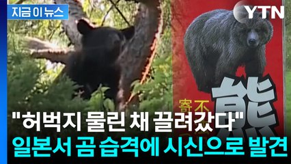 "허벅지 물린 채 피투성이로 끌려갔다" 불곰에 잡혀간 일본인 시신으로 발견 [지금이뉴스] / YTN